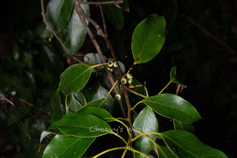 Quercus stewardiana photo 5
