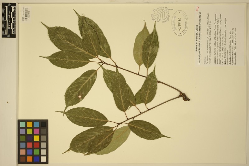 Quercus stewardiana photo 7