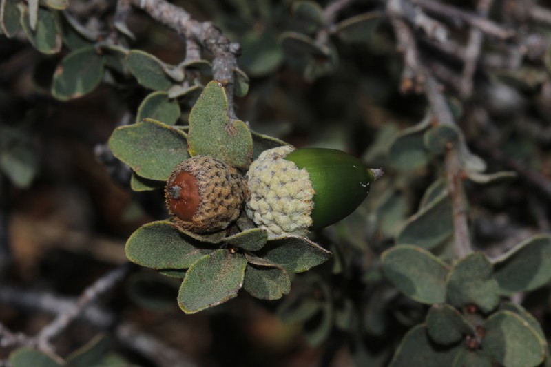 Quercus striatula