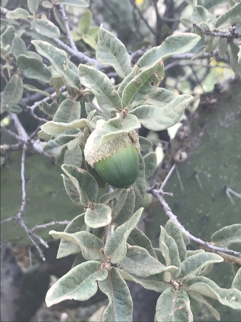 Quercus striatula photo 2
