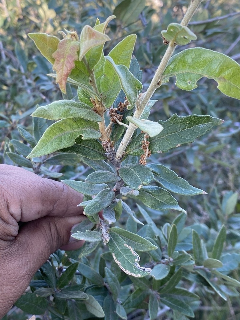 Quercus striatula photo 3