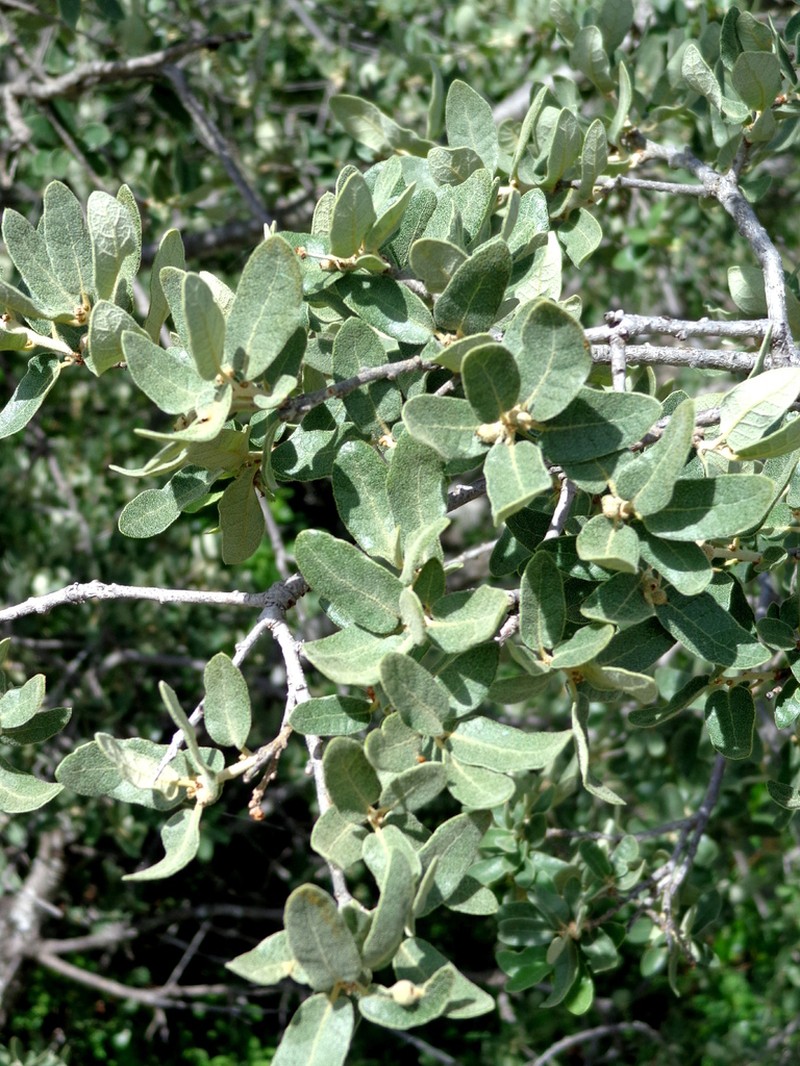 Quercus striatula photo 4