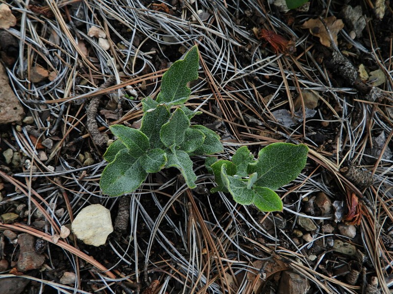 Quercus striatula photo 5