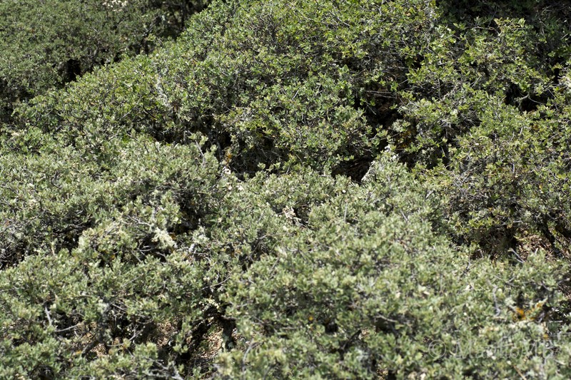 Quercus striatula photo 6
