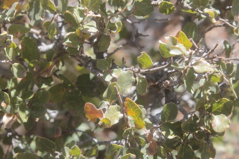 Quercus striatula photo 7