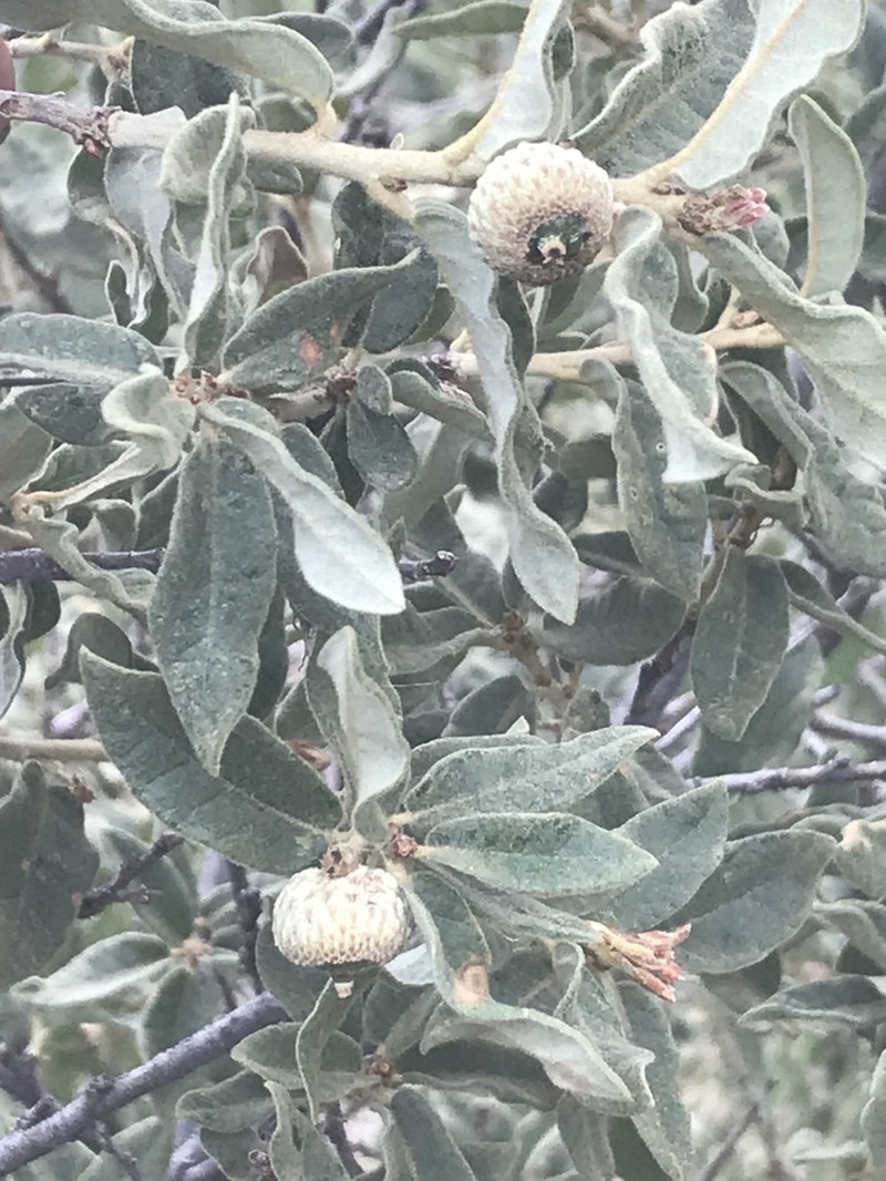 Quercus striatula photo 8