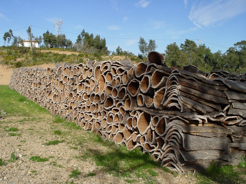 Cork Oak photo 6