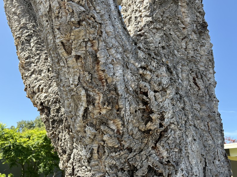Cork Oak photo 7