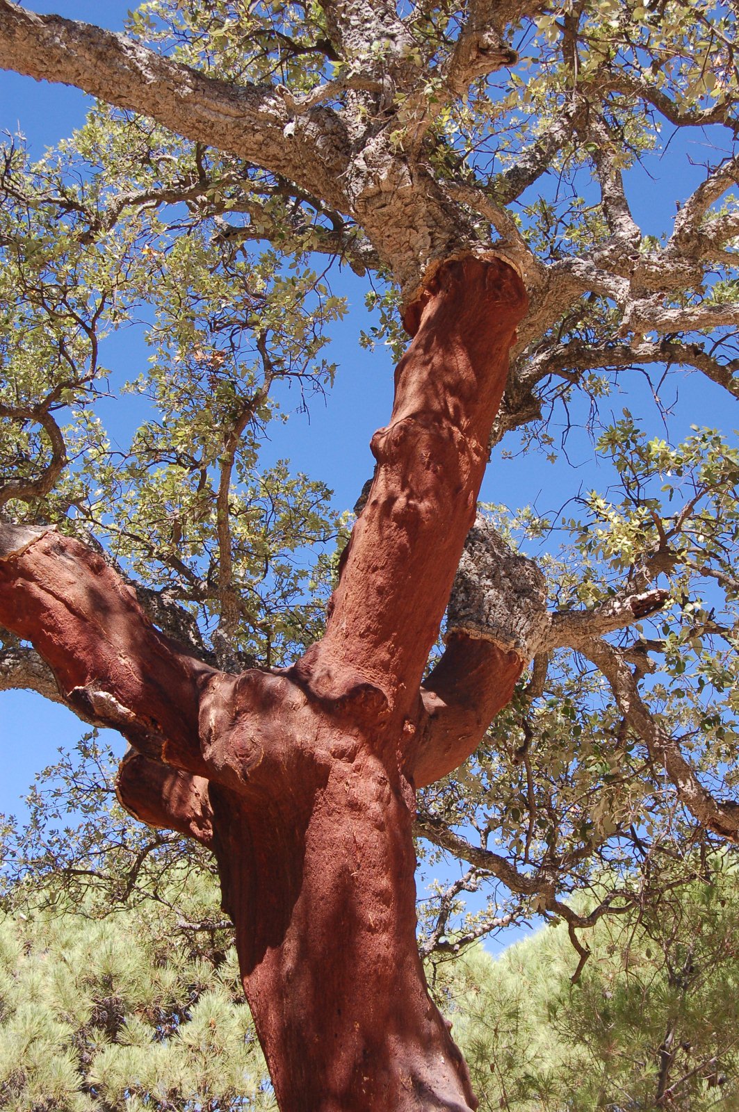Cork Oak photo 3