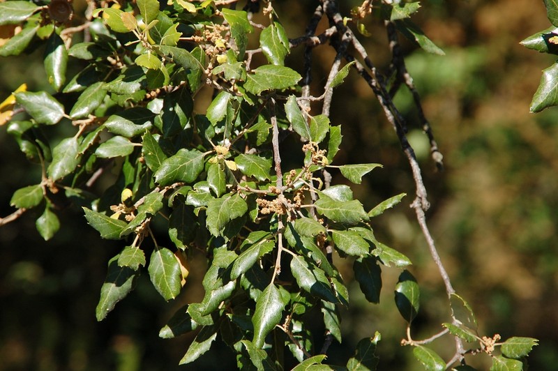 Cork Oak photo 4