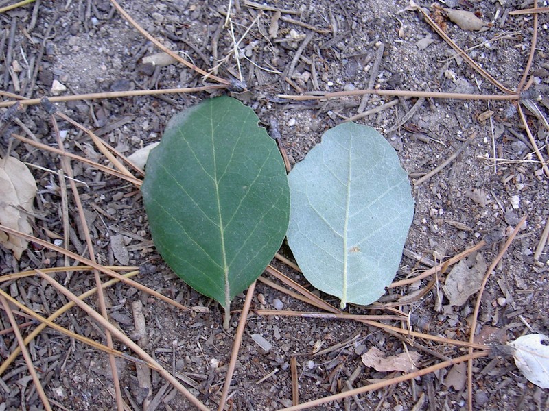 Cork Oak photo 5
