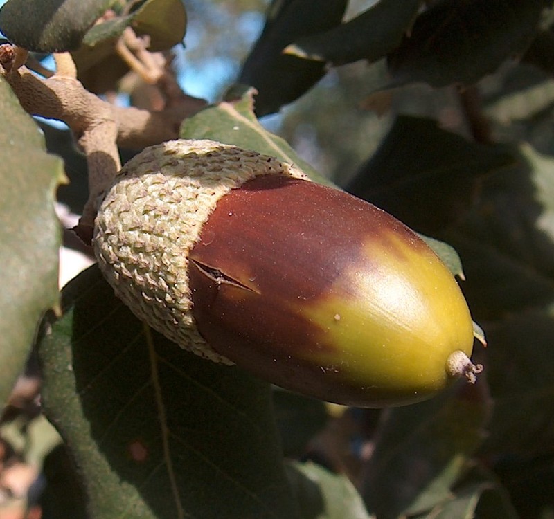 Cork Oak photo 6