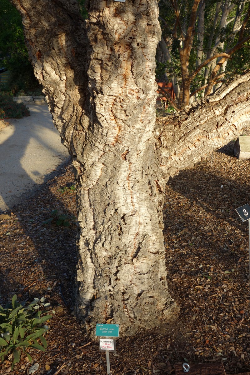 Cork Oak photo 7
