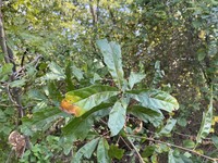 hybrid oak