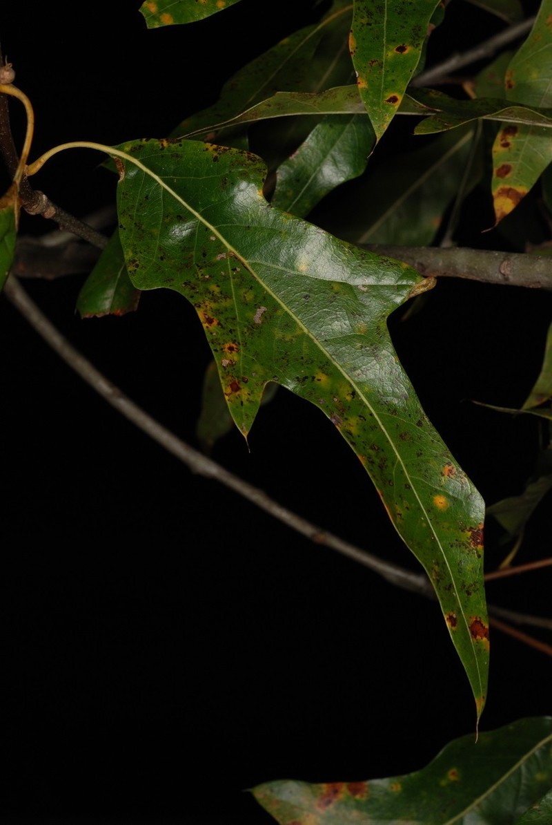 hybrid oak photo 2
