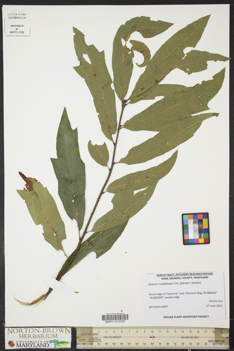hybrid oak photo 3