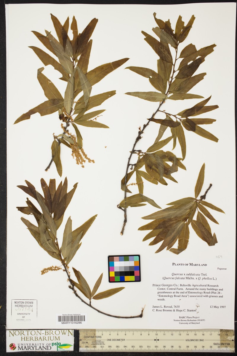 hybrid oak photo 5