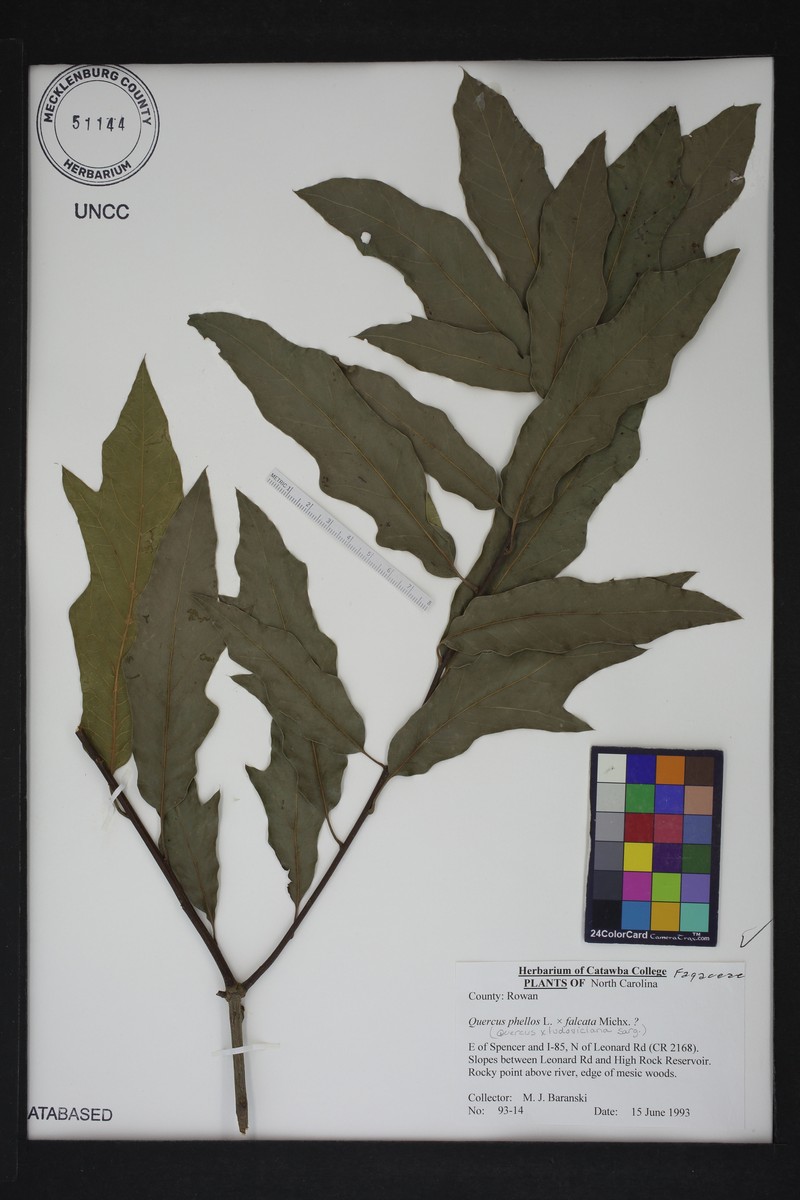 hybrid oak photo 6