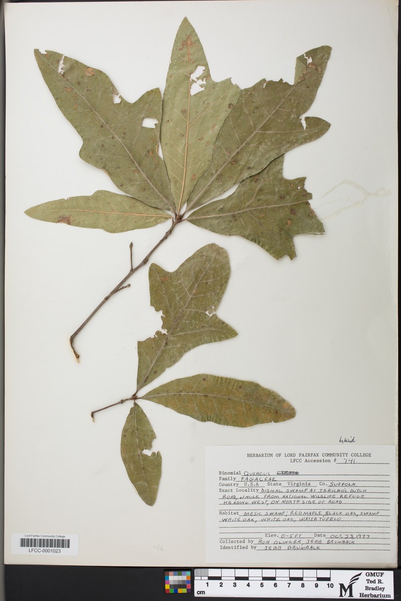 hybrid oak photo 7