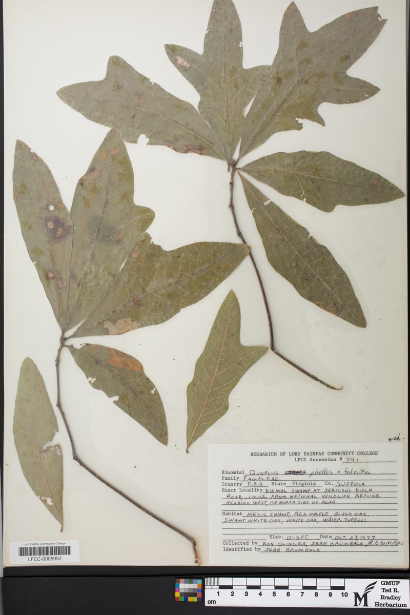 hybrid oak photo 8
