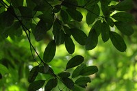 Quercus subsericea