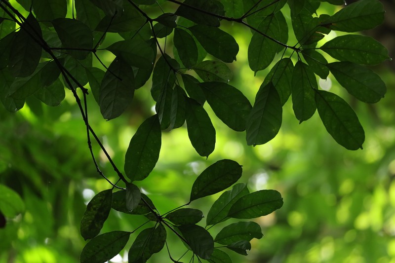Quercus subsericea