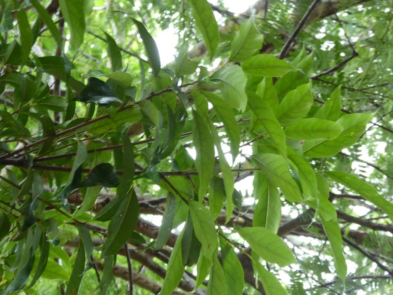 Quercus subsericea photo 2