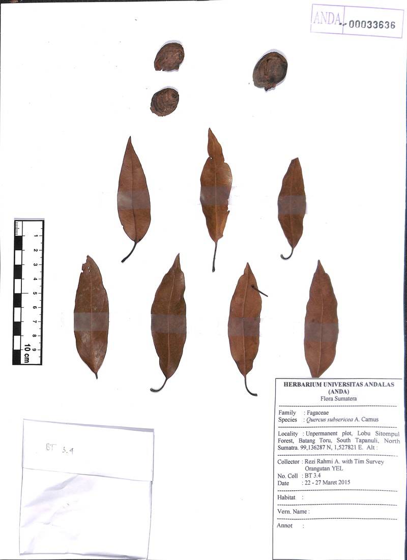 Quercus subsericea photo 4