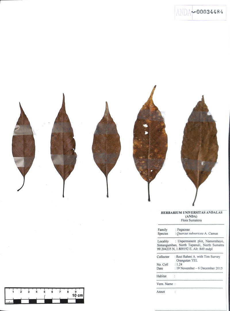 Quercus subsericea photo 5