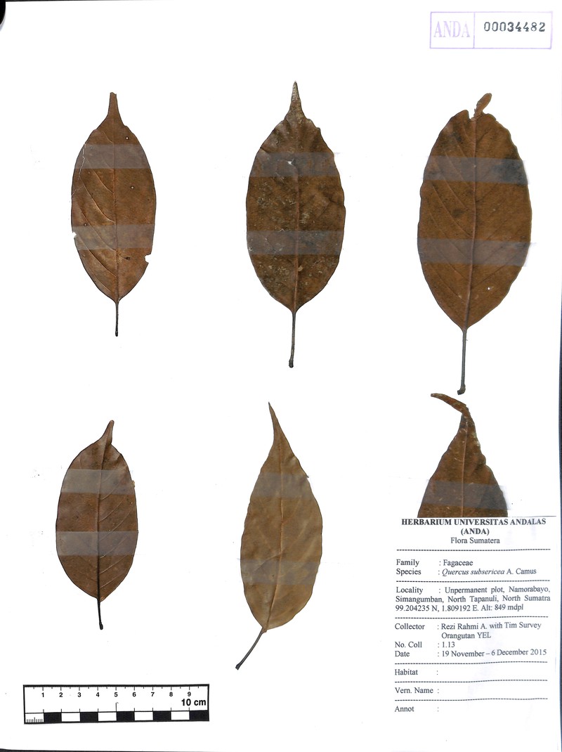 Quercus subsericea photo 6