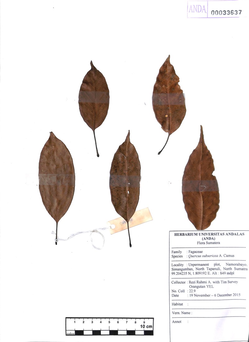 Quercus subsericea photo 7