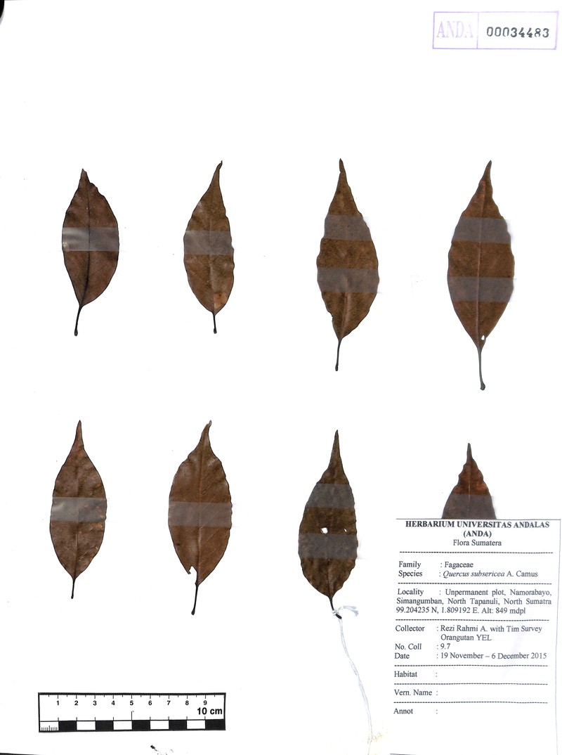 Quercus subsericea photo 8