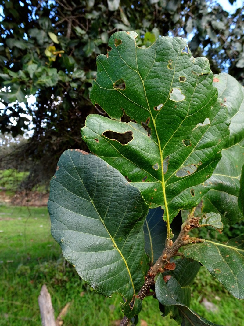 Quercus subspathulata