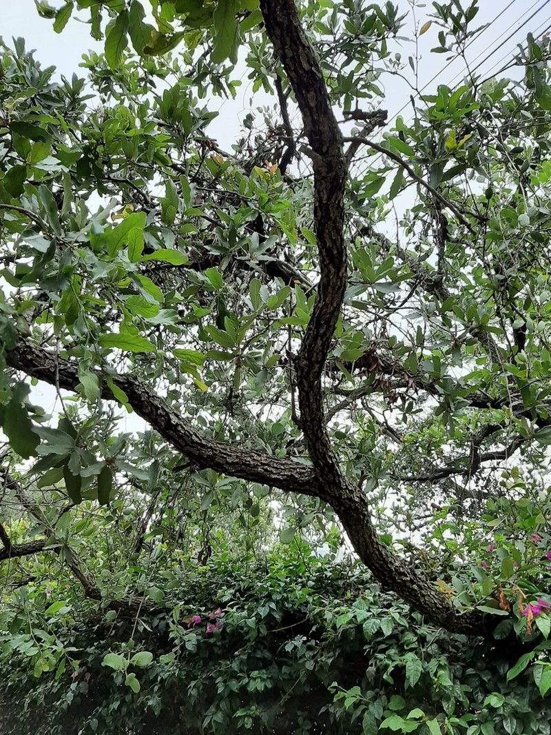 Quercus subspathulata photo 3