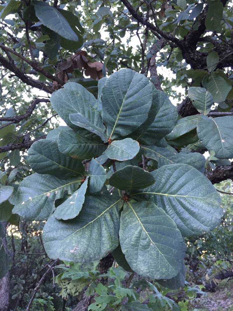 Quercus subspathulata photo 4