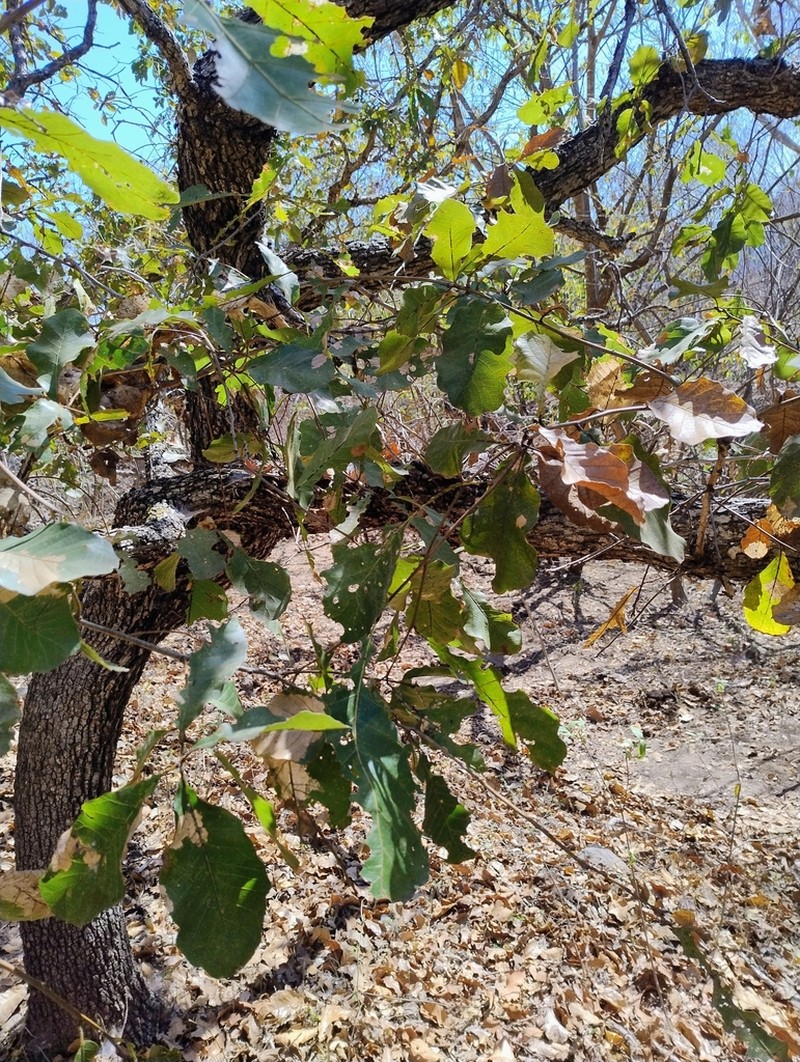 Quercus subspathulata photo 5