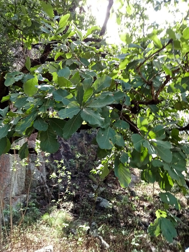 Quercus subspathulata photo 6