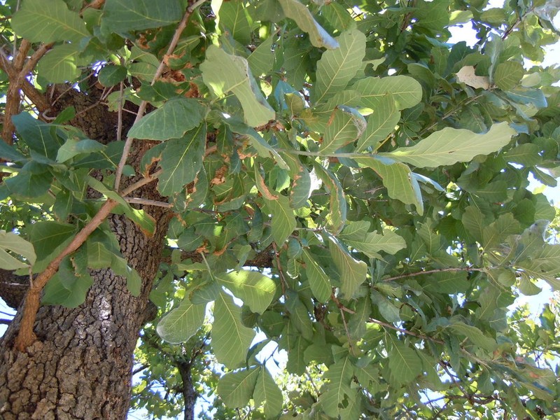 Quercus subspathulata photo 7