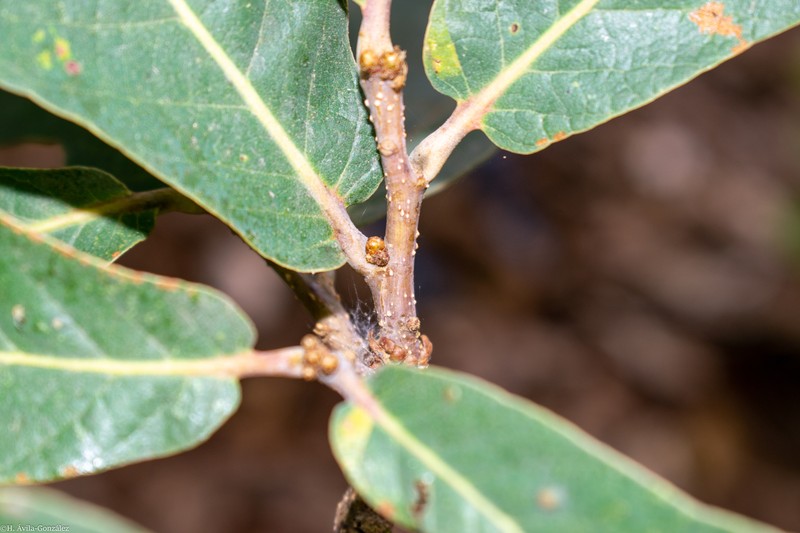 Quercus subspathulata photo 8