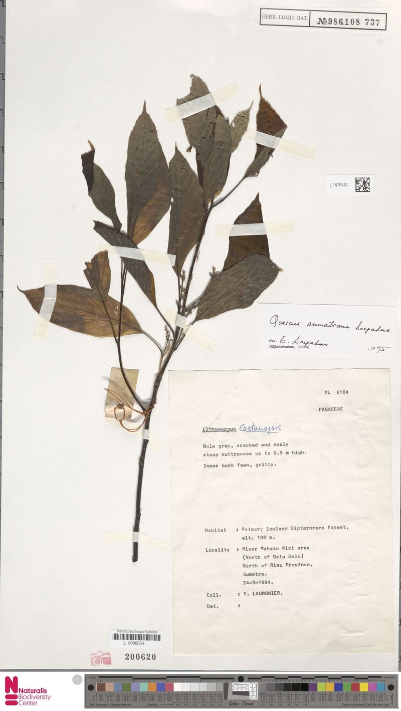 Quercus sumatrana photo 2