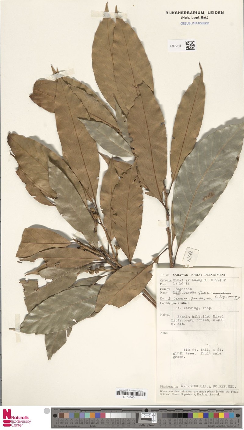 Quercus sumatrana photo 3