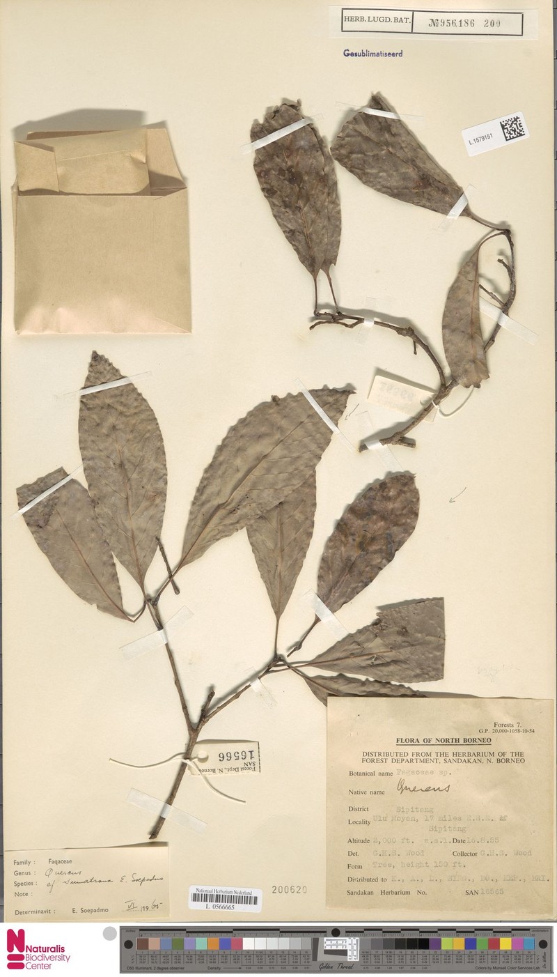 Quercus sumatrana photo 4