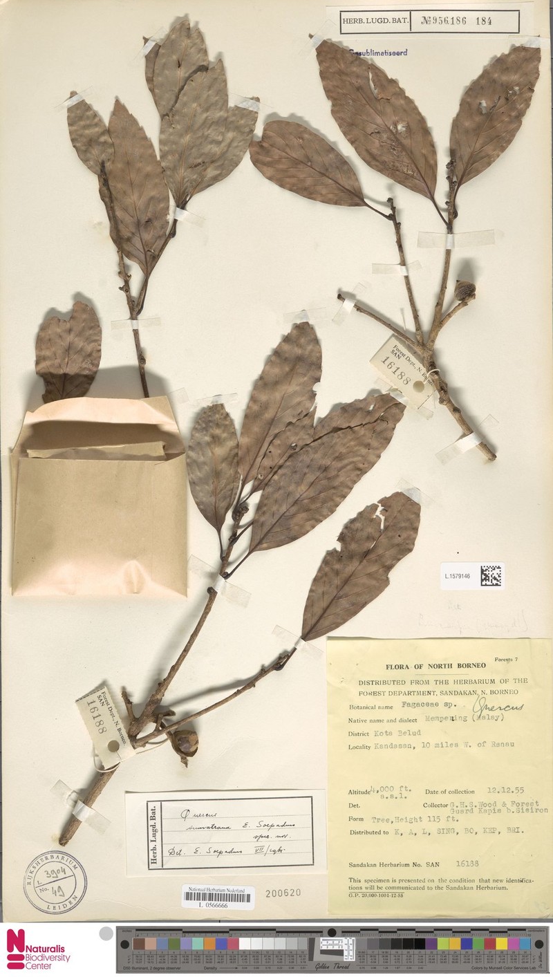 Quercus sumatrana photo 5
