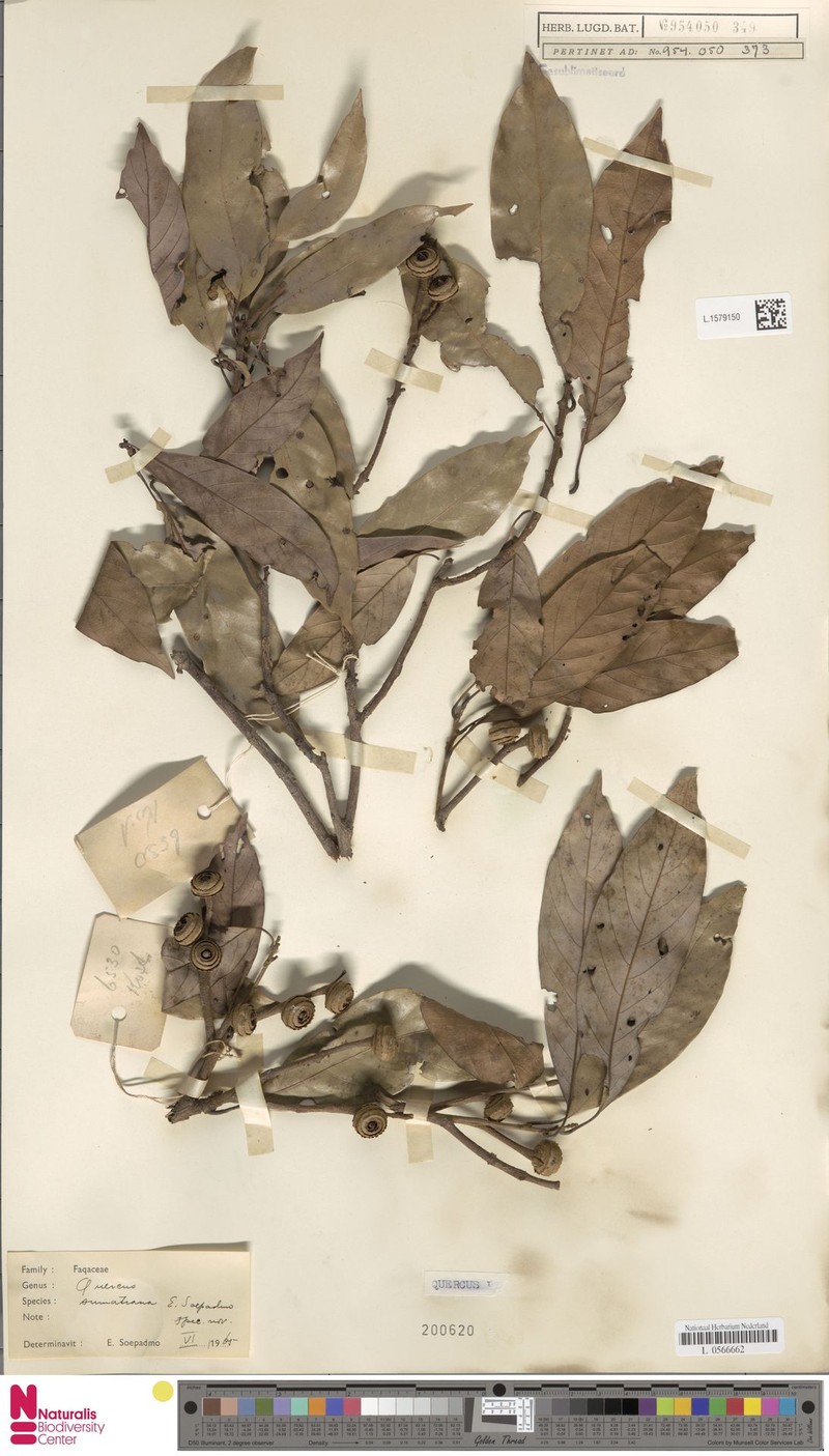 Quercus sumatrana photo 6