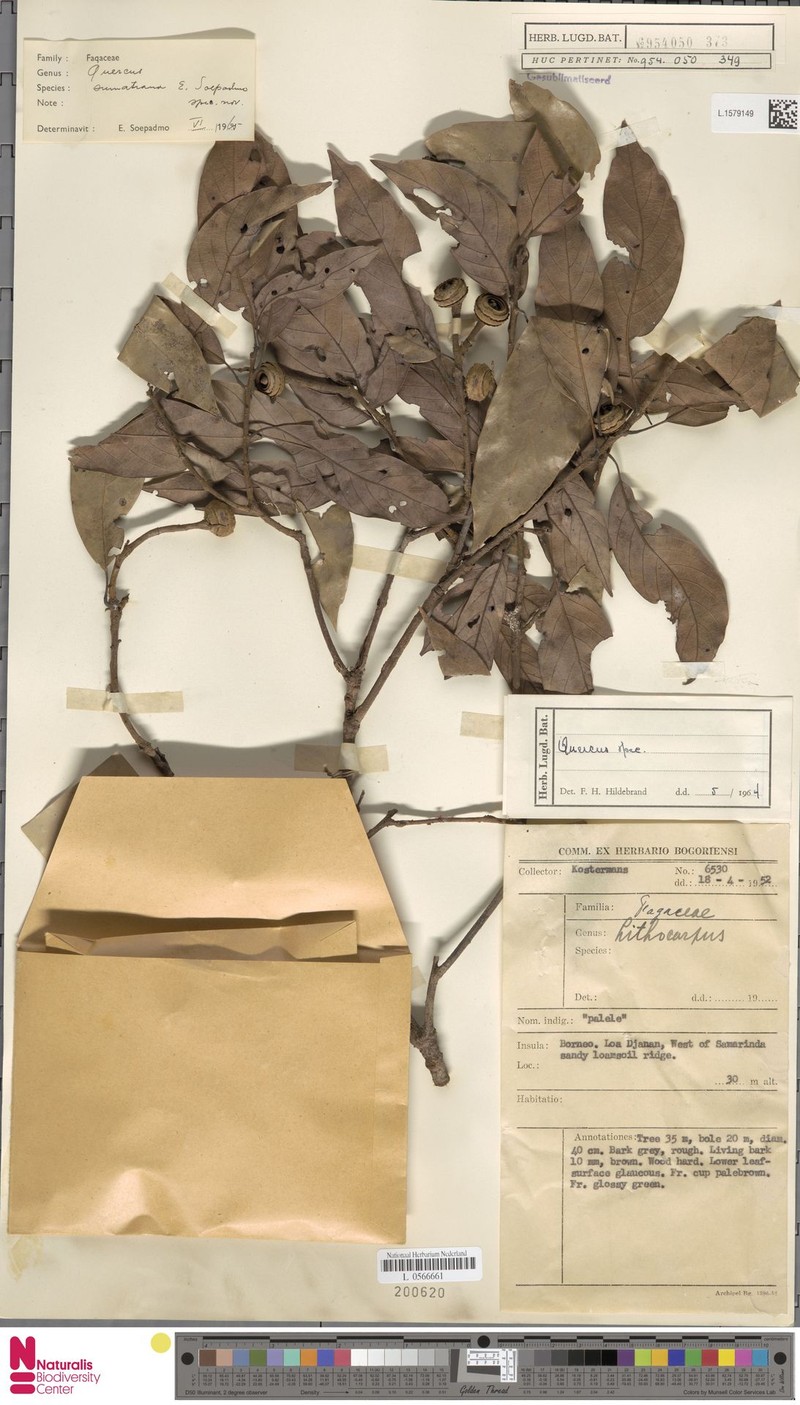 Quercus sumatrana photo 7