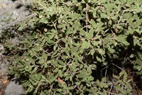 Quercus supranitida