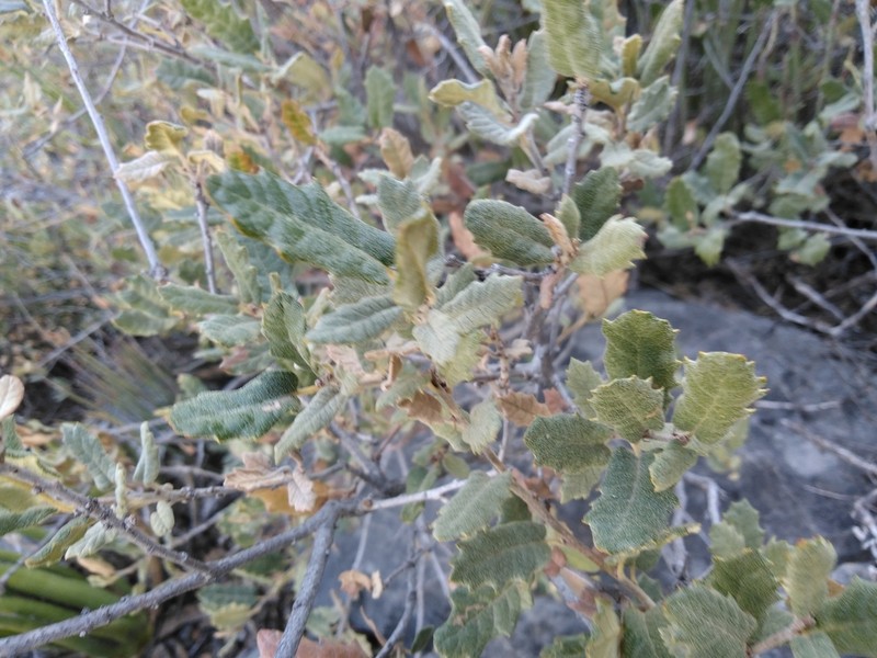 Quercus supranitida photo 2