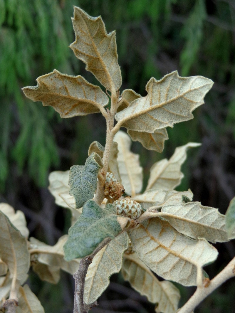 Quercus supranitida photo 3