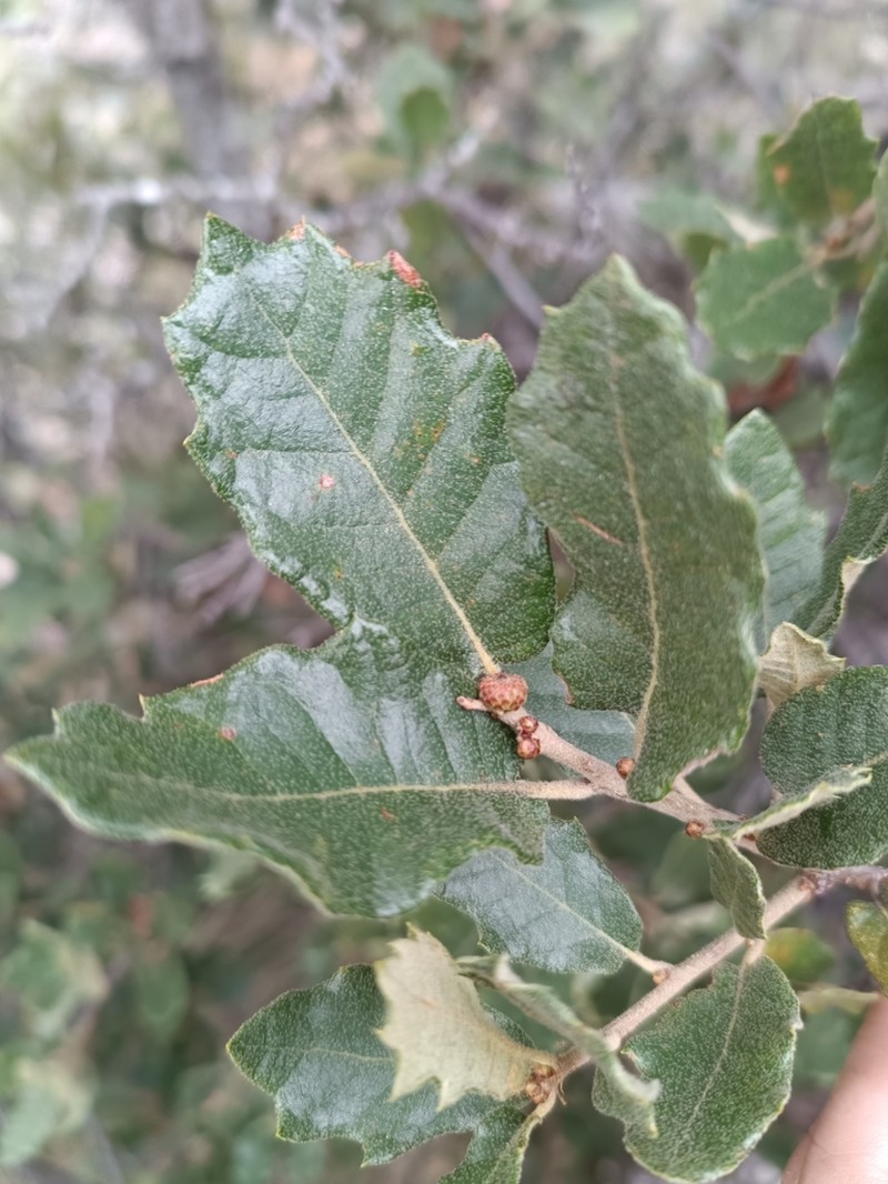 Quercus supranitida photo 4