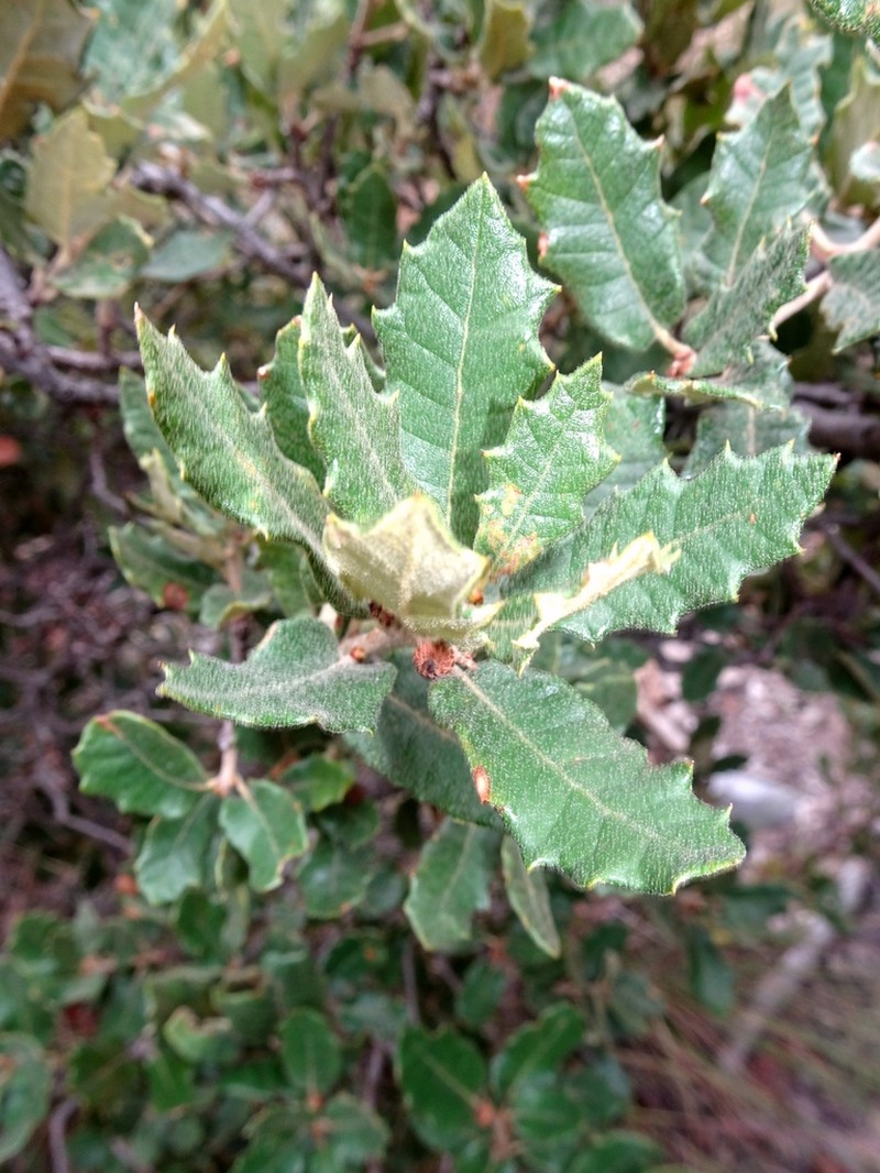 Quercus supranitida photo 5